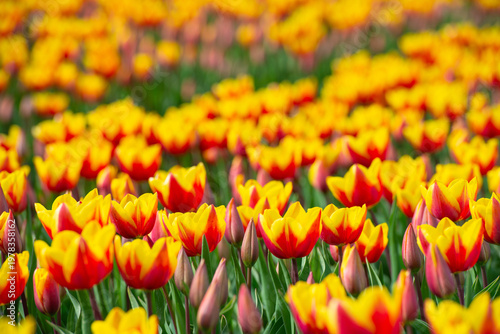 Wallpaper Mural Field with colorful flowers in bright sunlight in springtime, Almere, Flevoland, The Netherlands, April 8, 2026 Torontodigital.ca