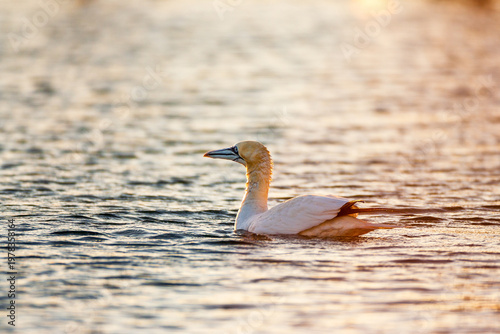Northern gannet (Morus bassanus) swimming  on the sea.