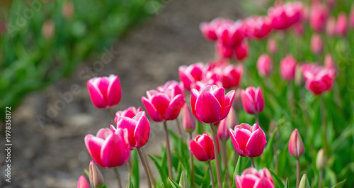 Wallpaper Mural Field with colorful flowers in bright sunlight in springtime, Almere, Flevoland, The Netherlands, April 8, 2026 Torontodigital.ca