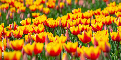 Wallpaper Mural Field with colorful flowers in bright sunlight in springtime, Almere, Flevoland, The Netherlands, April 8, 2026 Torontodigital.ca