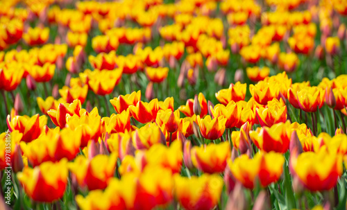 Wallpaper Mural Field with colorful flowers in bright sunlight in springtime, Almere, Flevoland, The Netherlands, April 8, 2026 Torontodigital.ca
