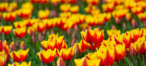 Wallpaper Mural Field with colorful flowers in bright sunlight in springtime, Almere, Flevoland, The Netherlands, April 8, 2026 Torontodigital.ca