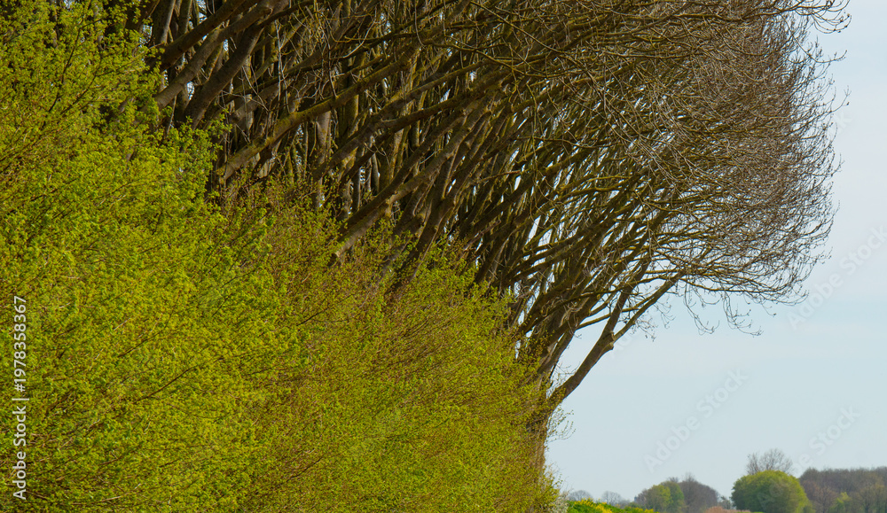 custom made wallpaper toronto digitalTrees in a field in bright sunlight in springtime, Almere, Flevoland, The Netherlands, April 8, 2026