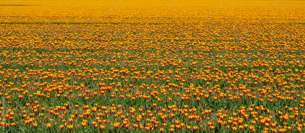 custom made wallpaper toronto digitalField with colorful flowers in bright sunlight in springtime, Almere, Flevoland, The Netherlands, April 8, 2026