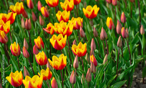 Wallpaper Mural Field with colorful flowers in bright sunlight in springtime, Almere, Flevoland, The Netherlands, April 8, 2026 Torontodigital.ca