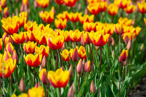 Wallpaper Mural Field with colorful flowers in bright sunlight in springtime, Almere, Flevoland, The Netherlands, April 8, 2026 Torontodigital.ca