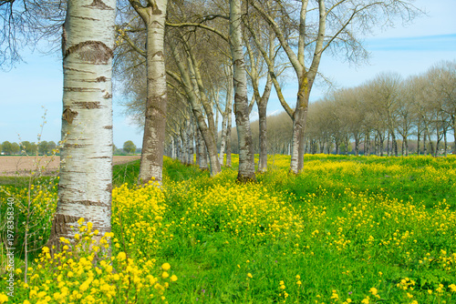 Wallpaper Mural Field with colorful flowers in bright sunlight in springtime, Almere, Flevoland, The Netherlands, April 8, 2026 Torontodigital.ca