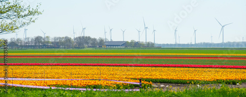Wallpaper Mural Field with colorful flowers in bright sunlight in springtime, Almere, Flevoland, The Netherlands, April 8, 2026 Torontodigital.ca