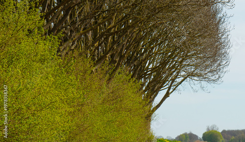 Wallpaper Mural Trees in a field in bright sunlight in springtime, Almere, Flevoland, The Netherlands, April 8, 2026 Torontodigital.ca