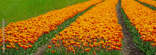 Wallpaper Mural Field with colorful flowers in bright sunlight in springtime, Almere, Flevoland, The Netherlands, April 8, 2026 Torontodigital.ca