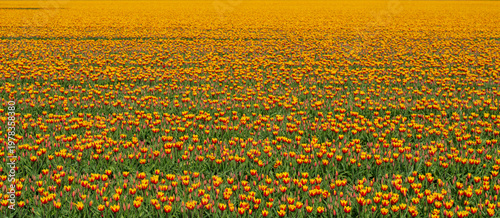 Wallpaper Mural Field with colorful flowers in bright sunlight in springtime, Almere, Flevoland, The Netherlands, April 8, 2026 Torontodigital.ca