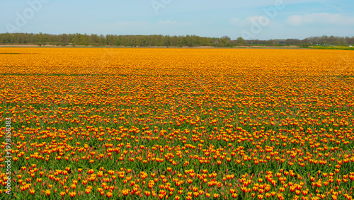 Wallpaper Mural Field with colorful flowers in bright sunlight in springtime, Almere, Flevoland, The Netherlands, April 8, 2026 Torontodigital.ca