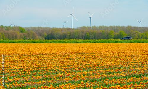 Wallpaper Mural Field with colorful flowers in bright sunlight in springtime, Almere, Flevoland, The Netherlands, April 8, 2026 Torontodigital.ca