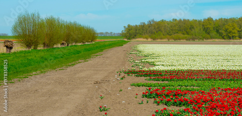 Wallpaper Mural Field with colorful flowers in bright sunlight in springtime, Almere, Flevoland, The Netherlands, April 8, 2026 Torontodigital.ca