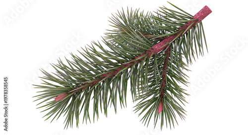 Close-up of a pine branch with needles and buds