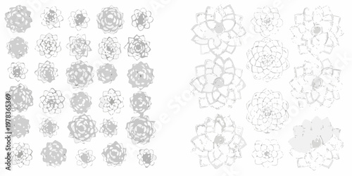 Floral sketches and line drawings of succulent like plants
