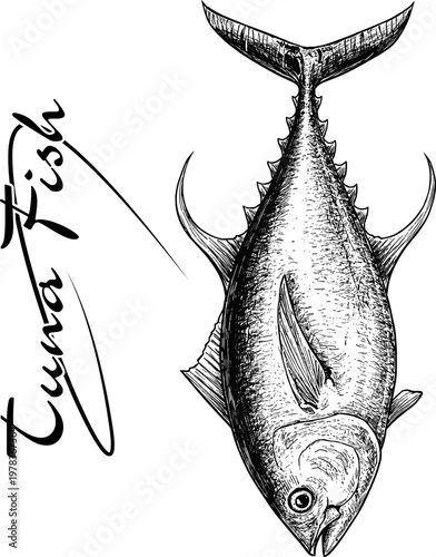 Hand Drawn Tuna Fish – Black and White Line Art Illustration vector