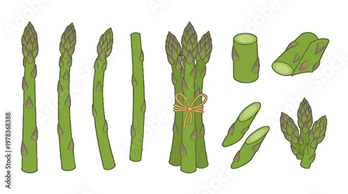 Various types of asparagus arranged on a white background with some tied together and others separated