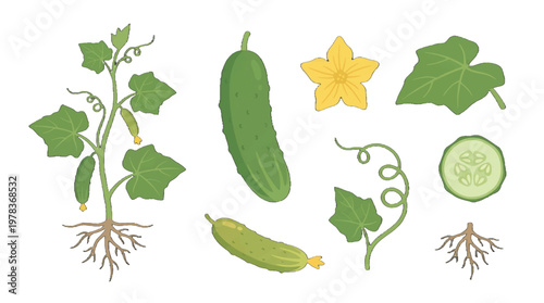 Cucumber plant with roots, flowers, fruits, and sliced pieces showing growth stages and structure in a garden setting