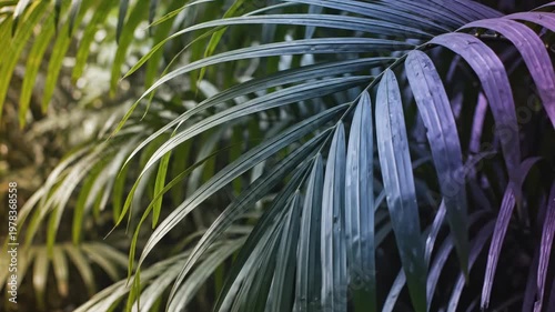 Closeup of green palm leaves for commercial backgrounds, digital design, and advertising