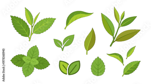 Different types of green leaves found in nature often used for teas and cooking displayed on a white background