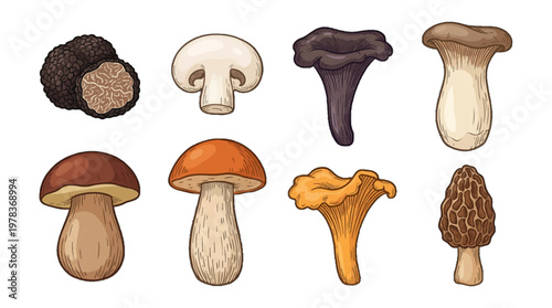 Different types of mushrooms displayed on a white background with various shapes and sizes
