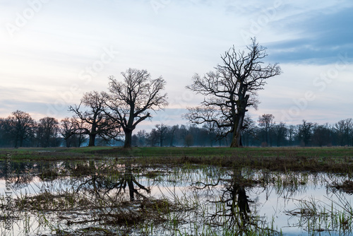Landscape in the park. Old trees.