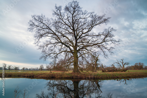 Landscape in the park. Old trees.
