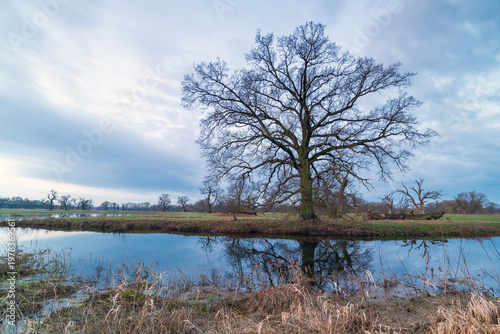 Landscape in the park. Old trees.