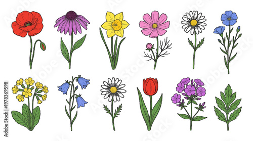 Various flowers illustrated on a white background with different types and colors displayed clearly in a row