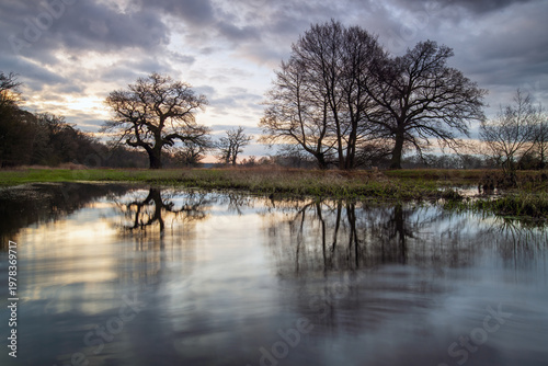 Landscape in the park. Old trees.