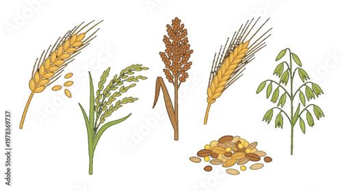 Different types of grains and seeds arranged in a row with wheat, barley, and millet represented clearly