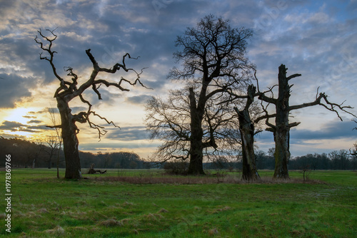 Landscape in the park. Old trees.