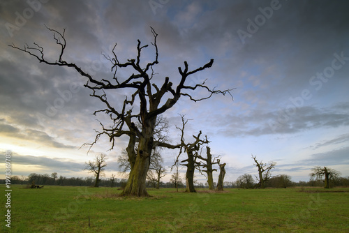 Landscape in the park. Old trees.