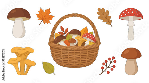 Fall harvest of mushrooms and leaves in a woven basket with various types and colors displayed