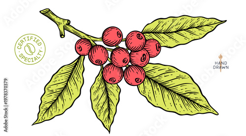 Vintage coffee branch bean plant sketch, organic specialty cafe branding. Botanical coffee plant bean branch identity, natural product packaging. Bean branch plant coffee graphic. Vector Illustration