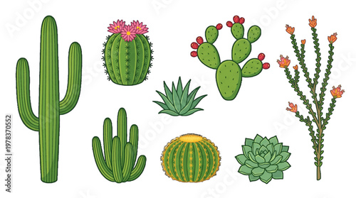 Various types of cacti and succulent plants arranged in a colorful style for nature lovers and gardening enthusiasts