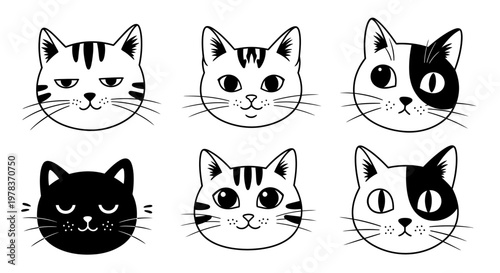 Six cats with different expressions are shown in a single row on a plain background