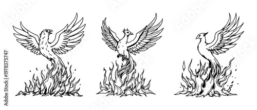 Phoenix set with hand‑inked line art depicting rising from messy flames featuring mythical bird, fire, illustration with black ink and white background