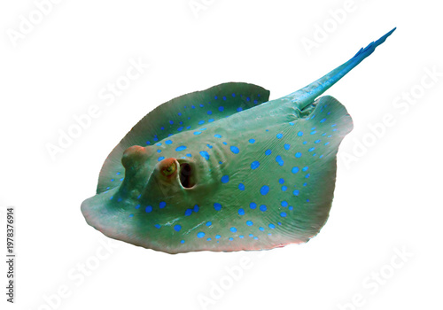 Blue Spotted Stingray Fish Isolated on White Background