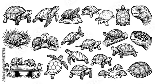 Large collection of turtle and tortoise vector illustrations in vintage sketch style featuring various species sea turtles land tortoises and hatchlings for nature design projects.
