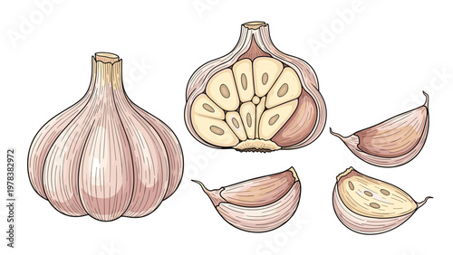 Set of garlic illustrations including whole bulb cross section and individual cloves with detailed texture isolated on white background.
