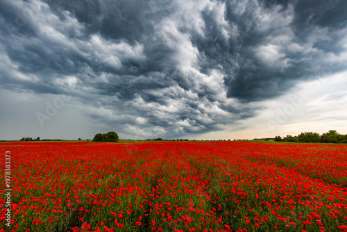 Dramatic storm clouds over red poppy field in Małopolska, Poland