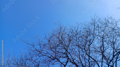 low angle view of bare tree branches reaching towards a clear bright blue sky in winter or early spring
