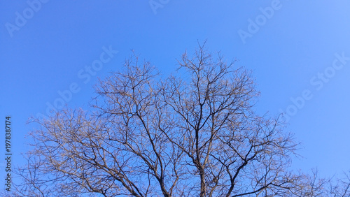 low angle view of bare tree branches reaching towards a clear bright blue sky in winter or early spring