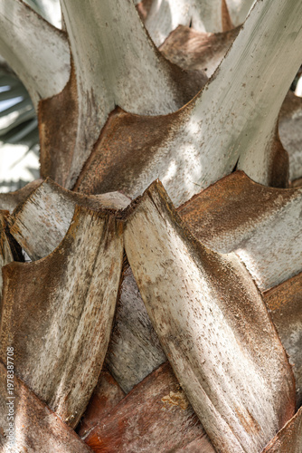 Intricate close-up of palm tree trunk base showing layered fibrous leaf scars in silver-gray and brown tones, overlapping petal-like structures with rough textured surface