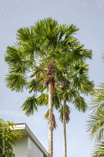 Low-angle view of tall, majestic palm trees with lush green fan shaped fronds reaching toward a clear blue sky.