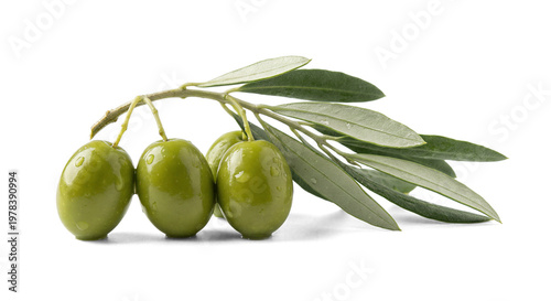 Fresh Green Olives on Branch - Mediterranean Harvest