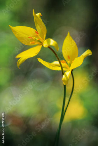 Couple of wild tulips (France)