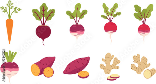 Root Vegetables Vector Set with Carrot Beetroot Radish Sweet Potato and Ginger in Flat Illustration Style for Organic Food and Farm Design.
